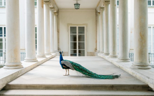 Peacock