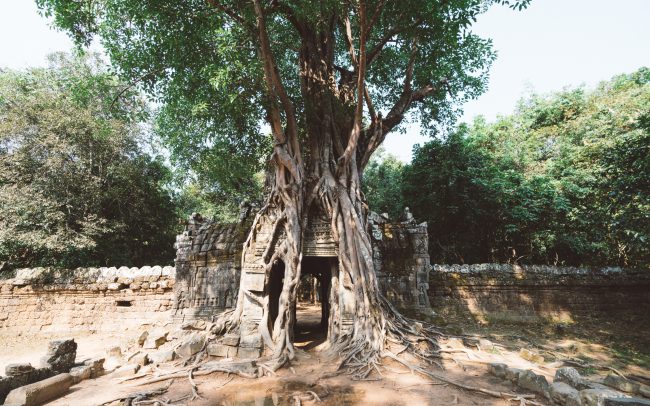 tree taking over ruins [David Tan]