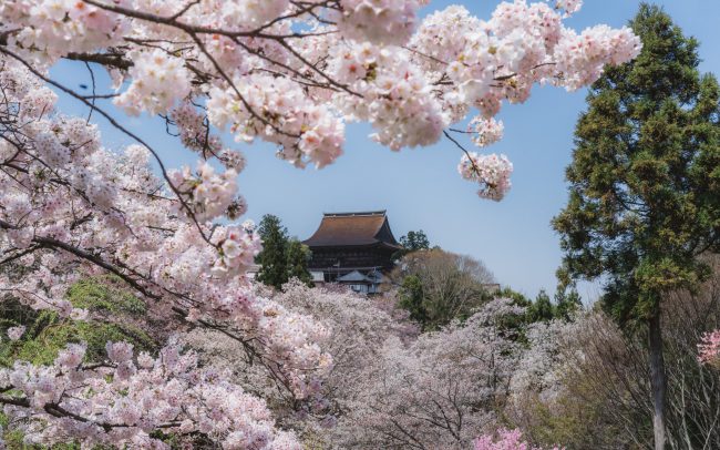 Kinpusenji Temple during cherry blossom [David Tan]