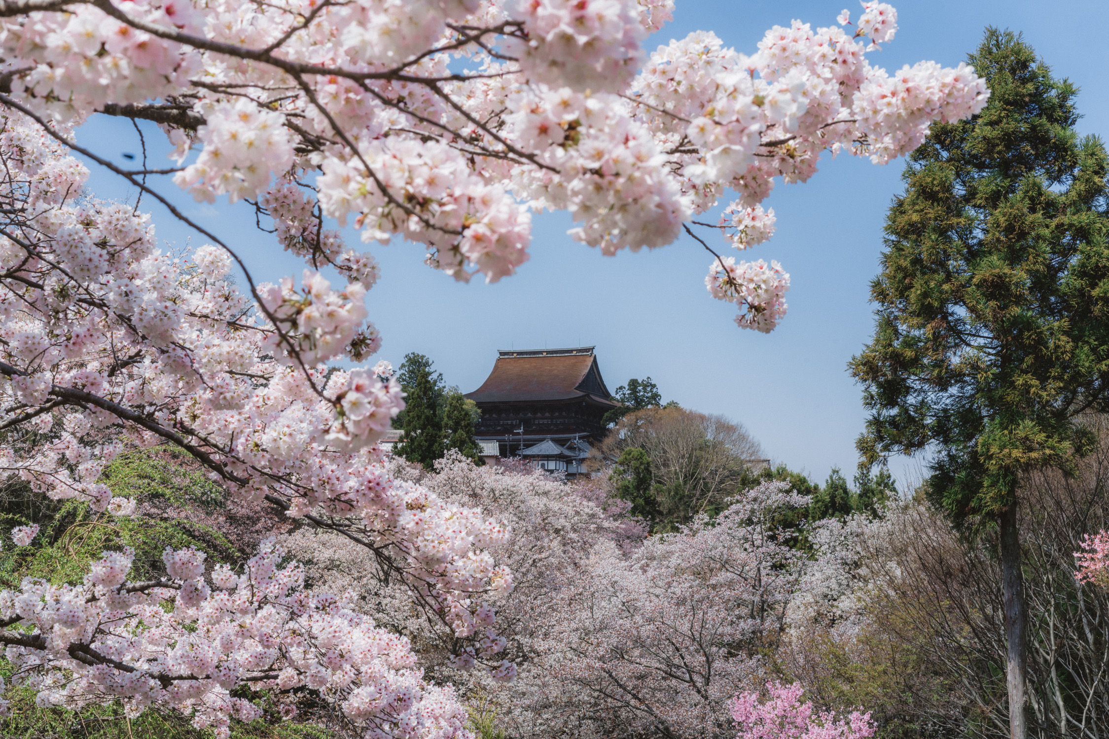 Kinpusenji Temple during cherry blossom [David Tan]
