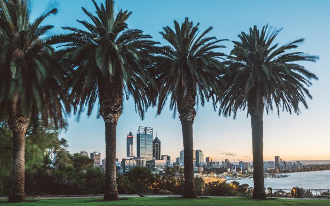 Palm trees in Perth [David Tan]