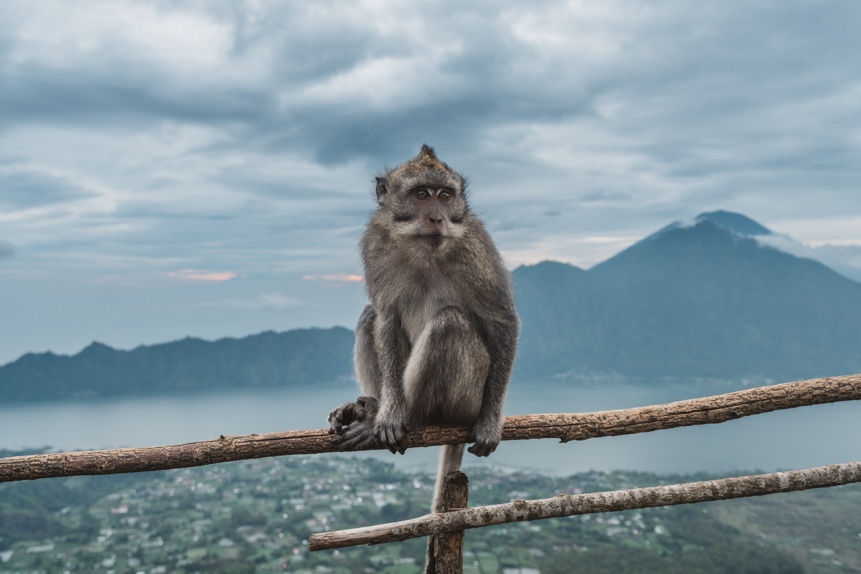 monkey in Mt Batur [David Tan]