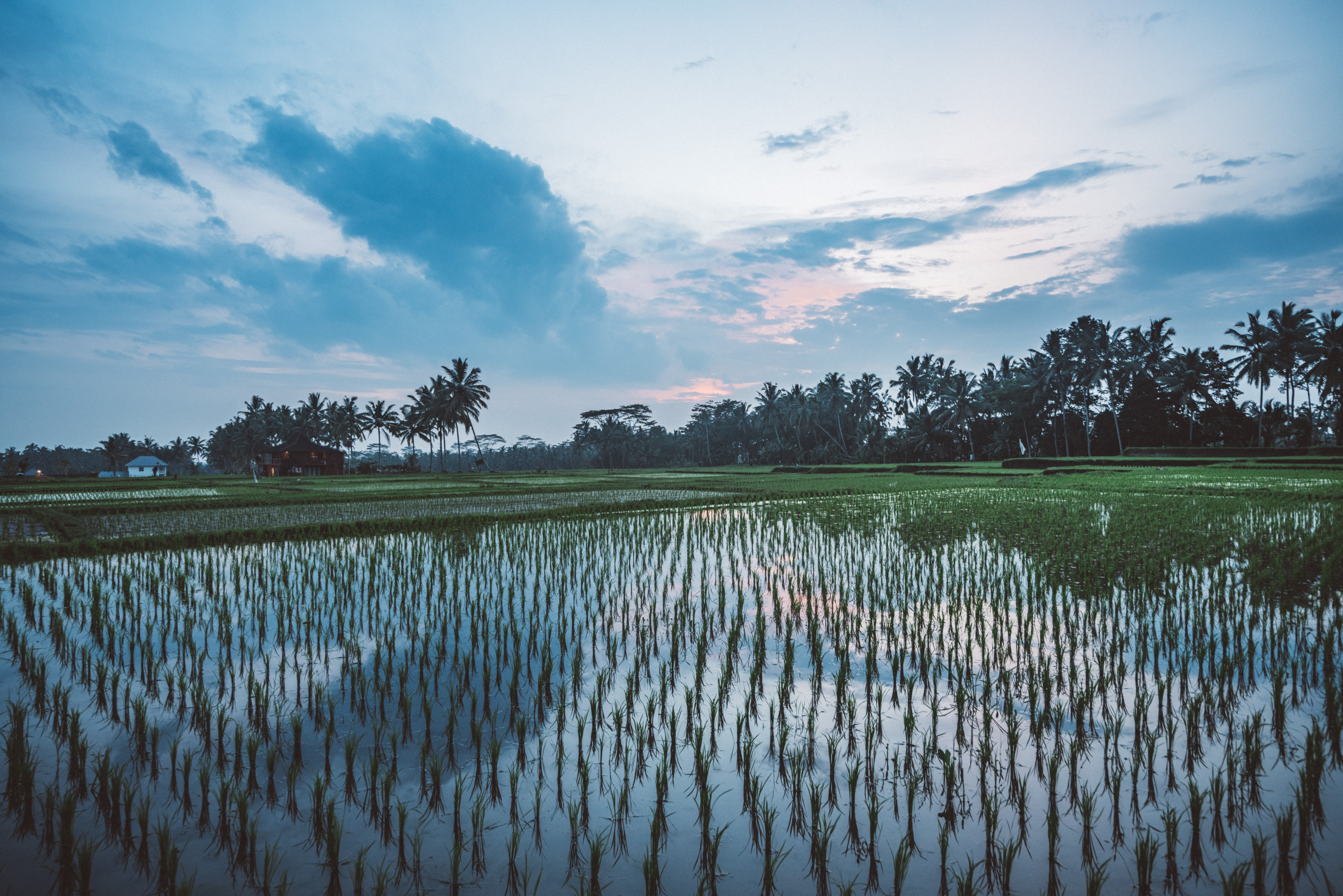 rice field Bali [David Tan]